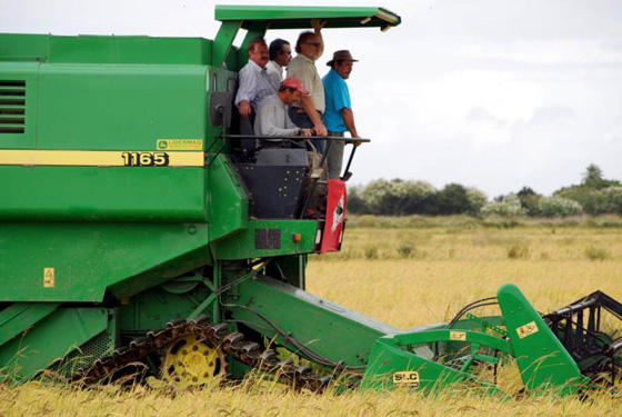 file447colheita-arroz-rs